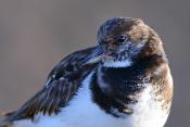 steenloper (Arenaria interpres) 2-2019 8073